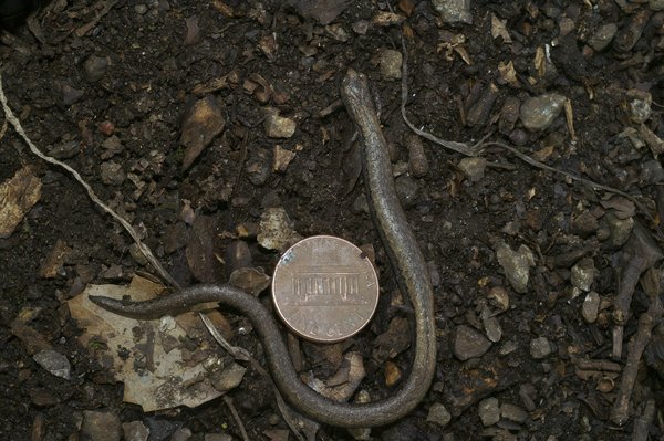 Quels sont les avantages d'utiliser un écran OLED pour le gaming par rapport à un écran LCD?